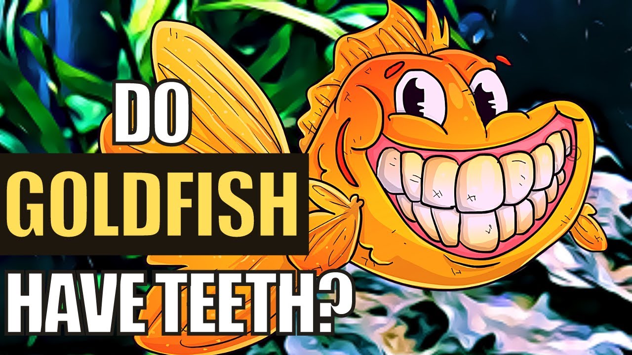 Do Goldfish Have Teeth